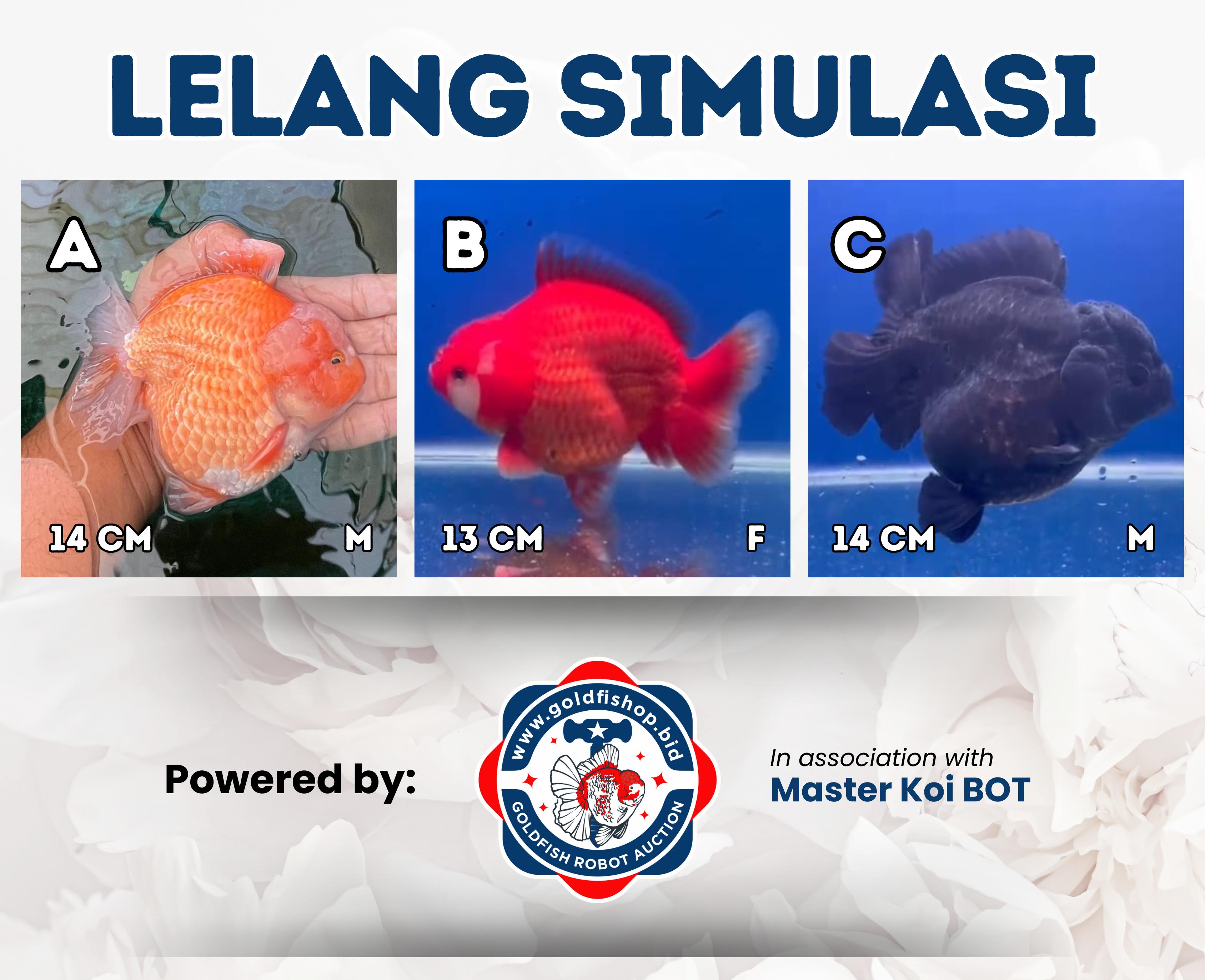 Lelang Koi Online, Jual Beli Ikan Koi, Pasar Koi Terbaik, Agen Lelang Koi, Penawaran Koi Berkualitas, Harga Jual Koi, Lelang Ikan Koi Import, Beli Koi Online, Jual Koi Murah, Koi Showroom, Penjual Koi Terpercaya, Lelang Koi Jakarta, Jual Koi Lokal, Koi Kualitas Unggul, Harga Terbaik Koi, Jual Koi Indukan, Lelang Ikan Hias Koi, Pasar Koi Indonesia, Beli Koi Berkualitas Tinggi, Koi Farm Terbesar, Jual Beli Koi Impor, Lelang Ikan Koi Kualitas Premium, Daftar Harga Koi Terbaru, Pusat Jual Beli Koi, Info Lelang Koi Hari Ini.