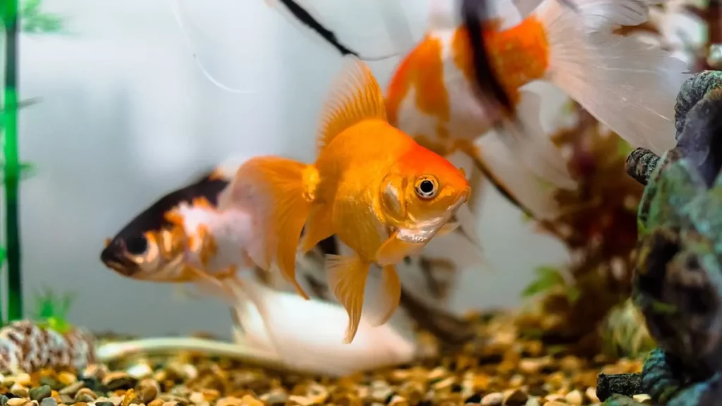 goldfish hidup dengan ikan jenis lain