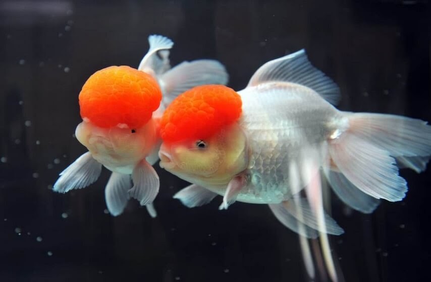 goldfisg oranda