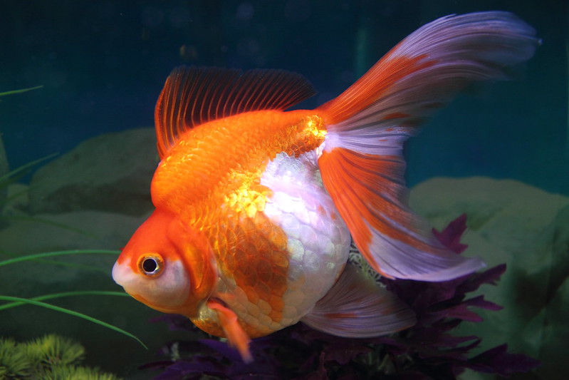 ryukin goldfish
