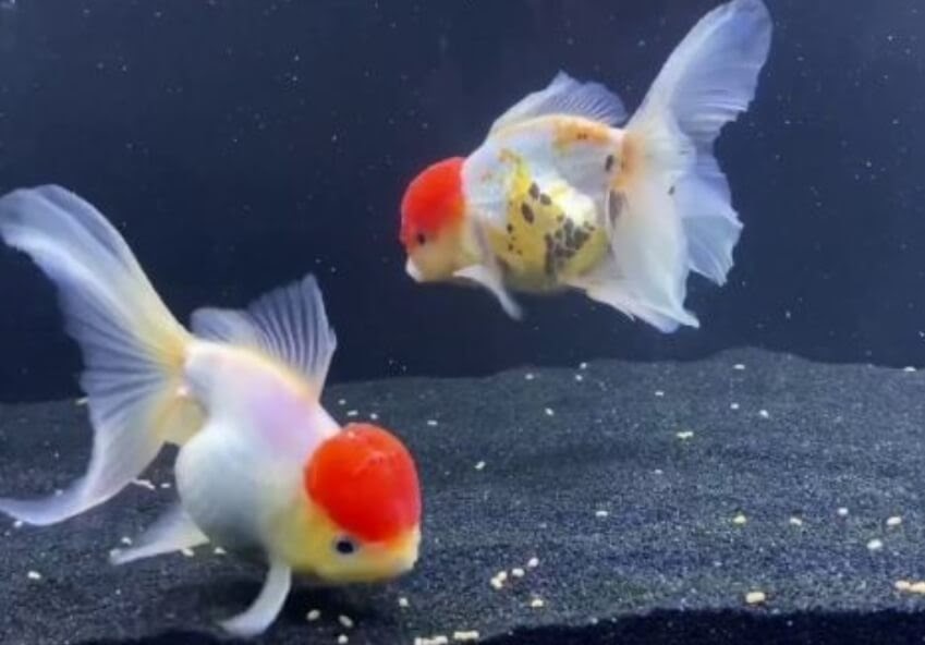 goldfish oranda