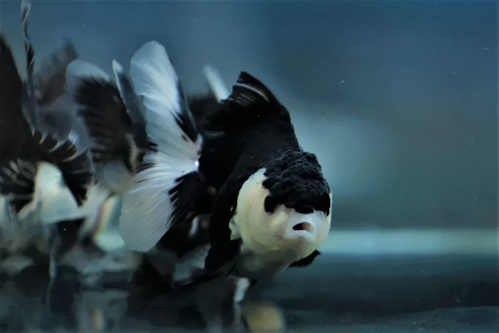 goldfish oranda panda