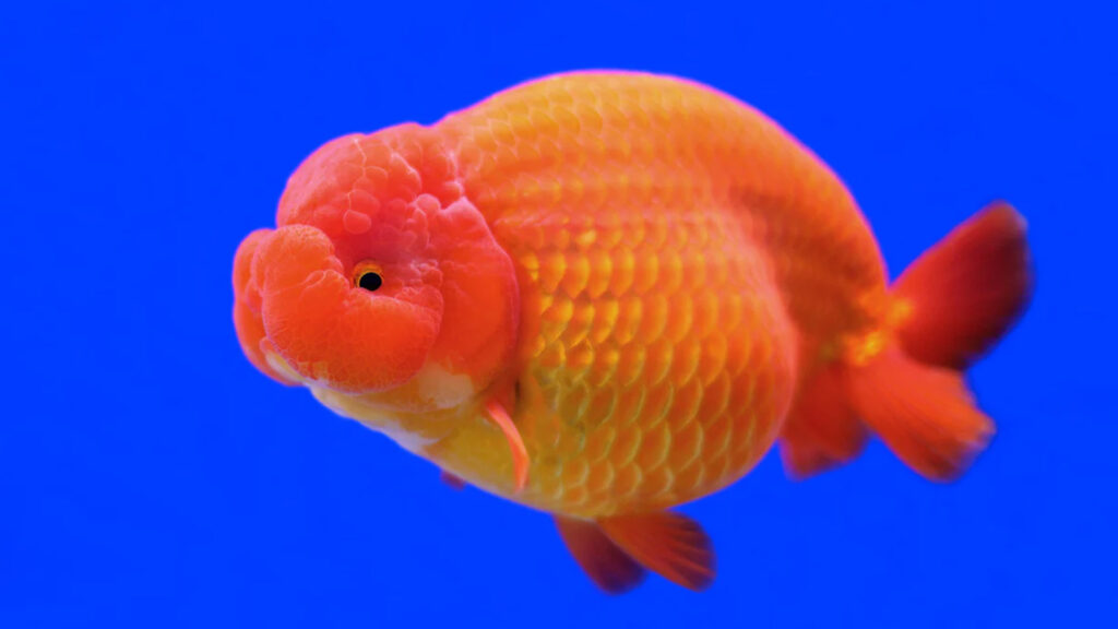 goldfish ranchu