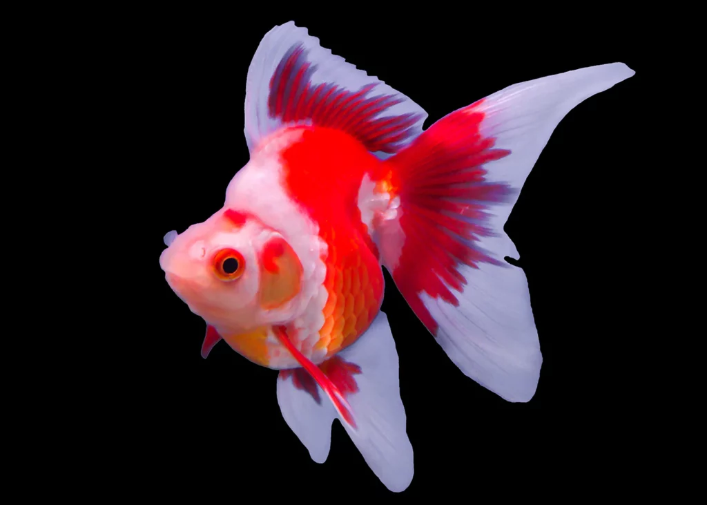 goldfish ryukin