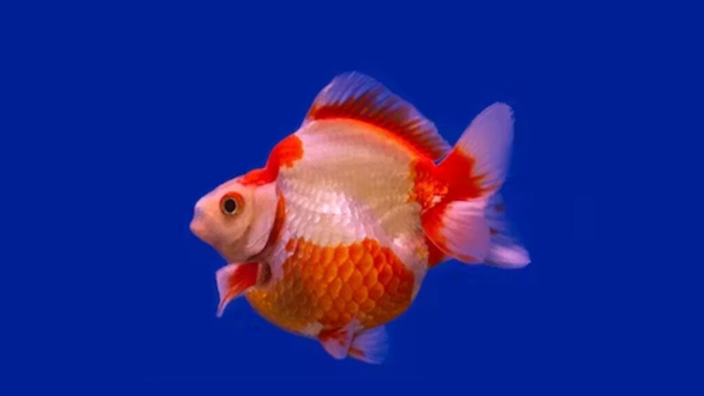 goldfish ryukin