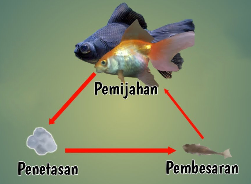 pemijahan goldfish
telur
larva ika