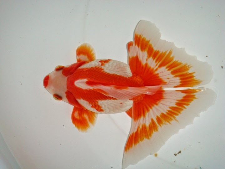 goldfish oranda