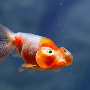 bubble eye goldfish