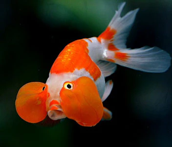 bubbel eye goldfish