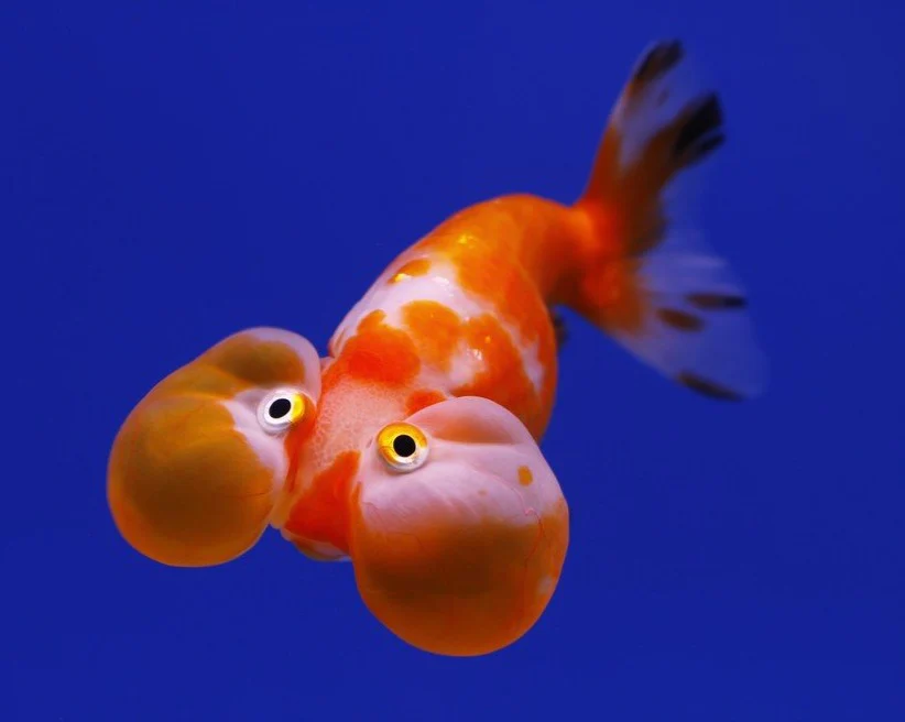 bubble eye goldfish