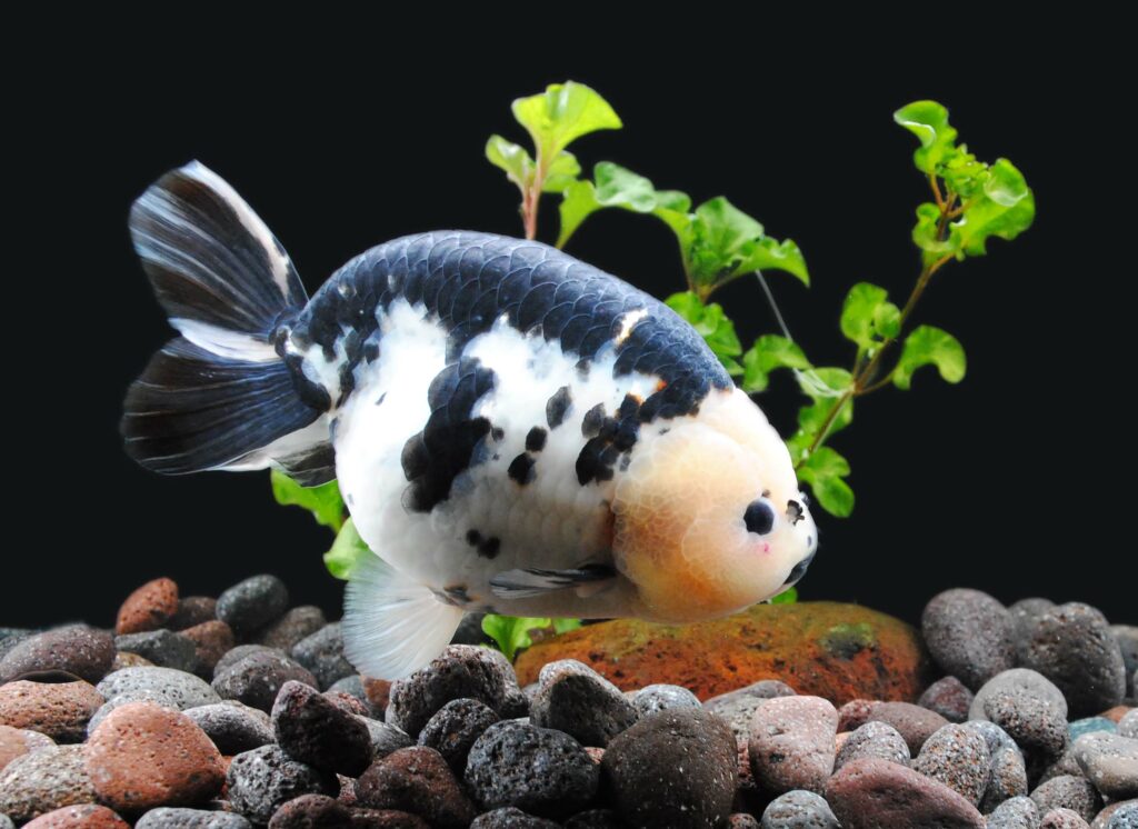 goldfish ranchu