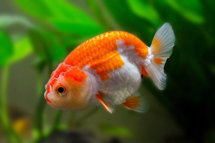 goldfish ranchu