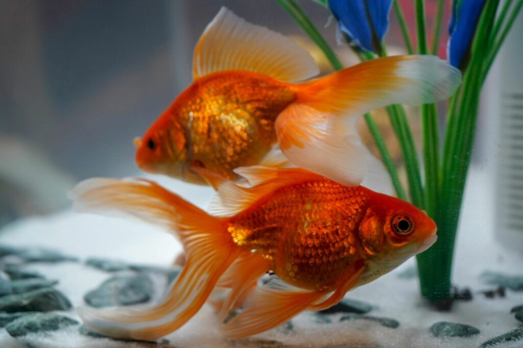 goldfish fantail