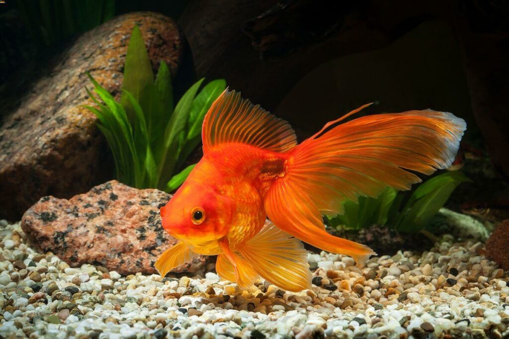 goldfish fantail