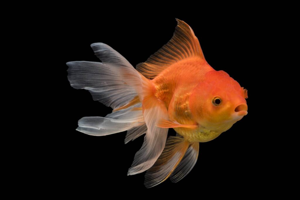 goldfish fantail