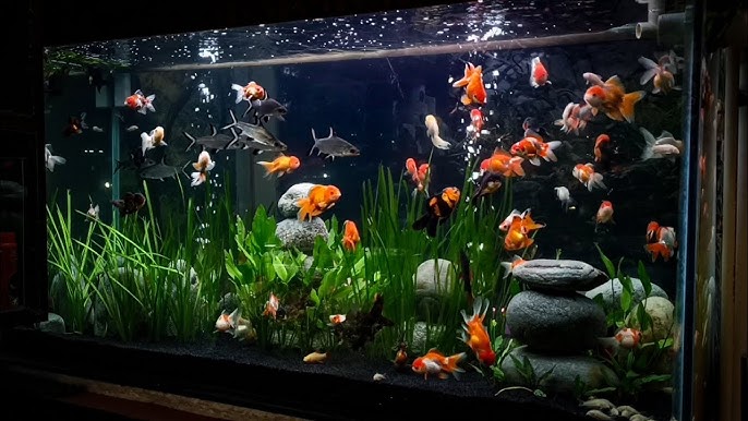 akuarium goldfish 