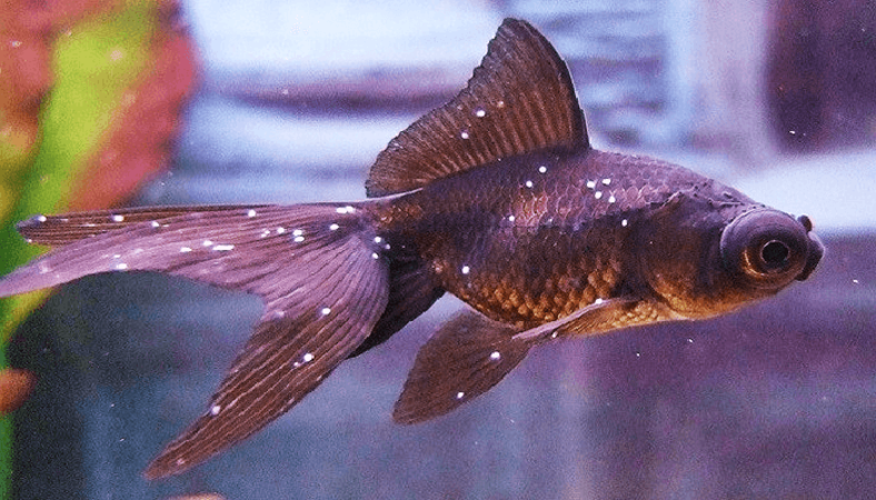 penyakit kulit putih pada goldfish