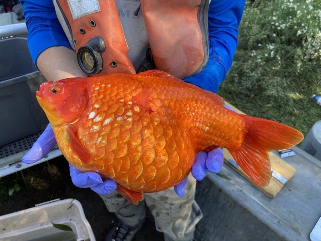 jumbo goldfish