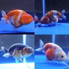 ranchu goldfish