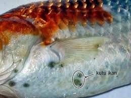 Kutu Ikan pada goldfish