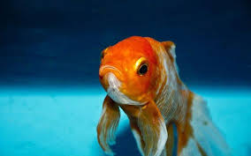 goldfish stress