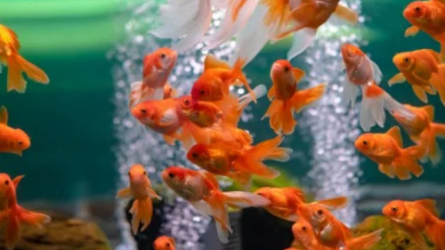 kolam goldfish dengan oksigen tambahan