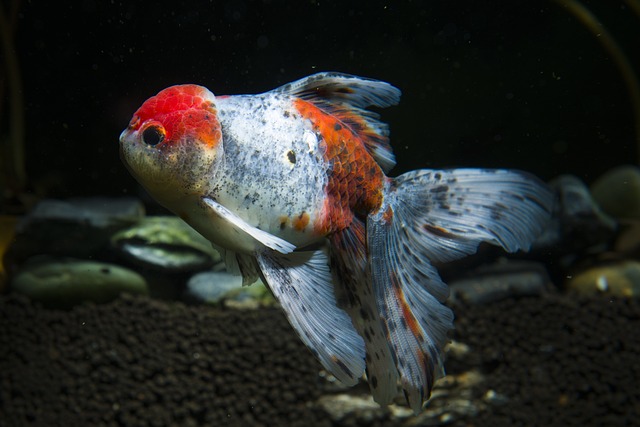 goldfish yang sedang sakit