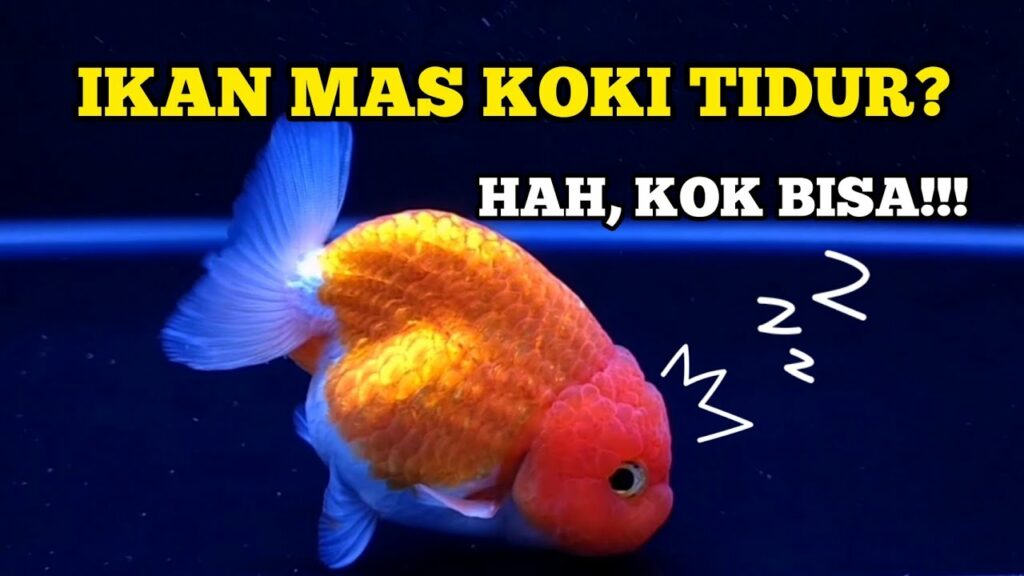 ilustrasi goldfish tidur