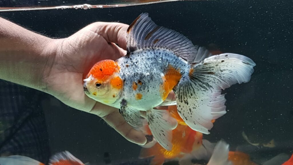 goldfish oranda