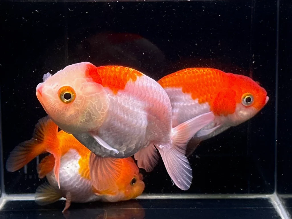 lelanng goldfish aman dan terpercaya