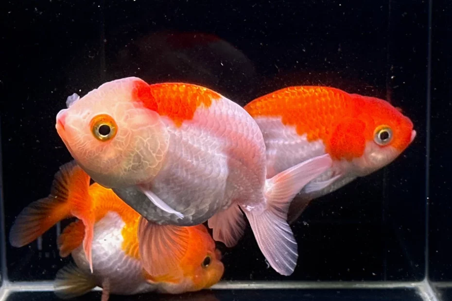 lelang goldfish aman dan terpercaya