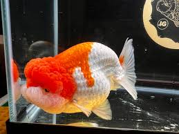 goldfish ranchu yang sedang mengikuti kontes
