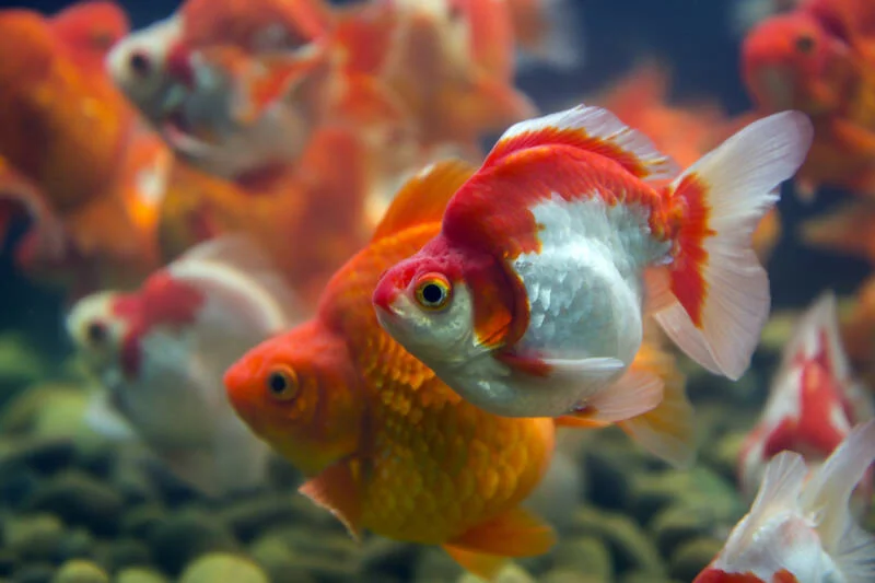 Ryukin Goldfish