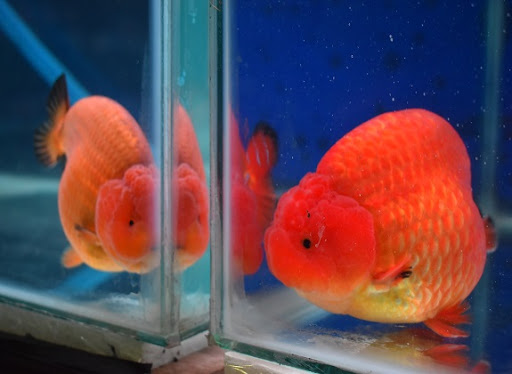 goldfish ranchu kontes