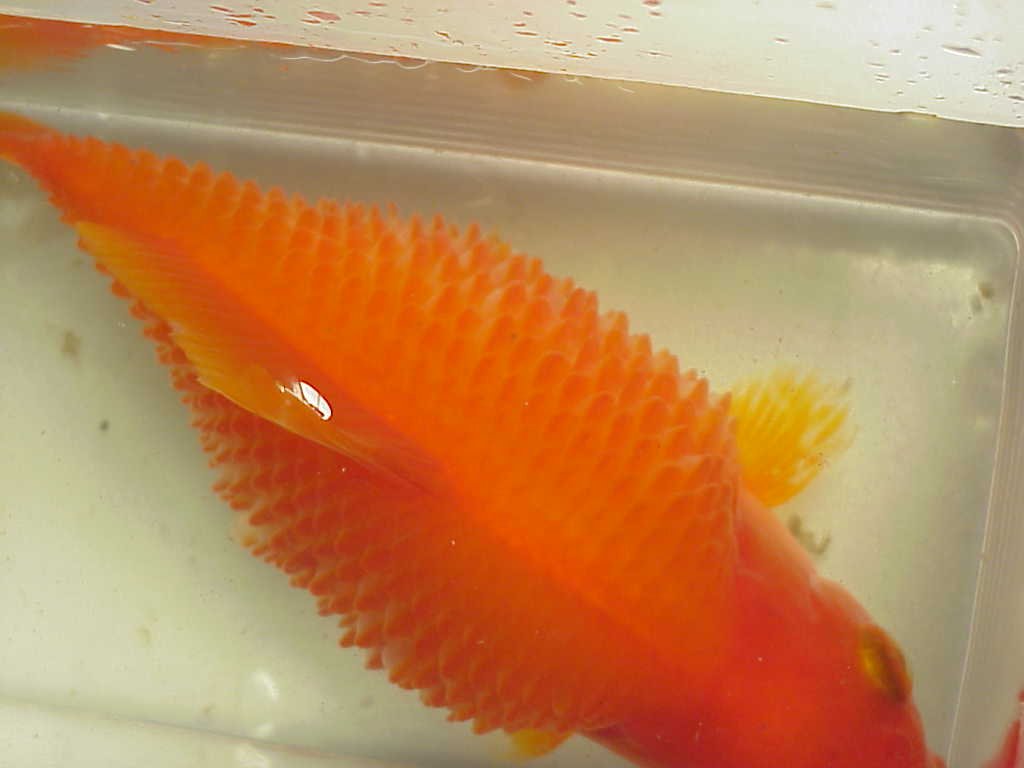 Dropsy pada goldfish