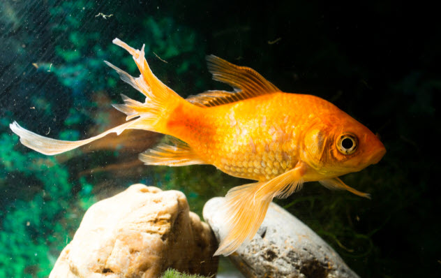 Fin Rot pada goldfish