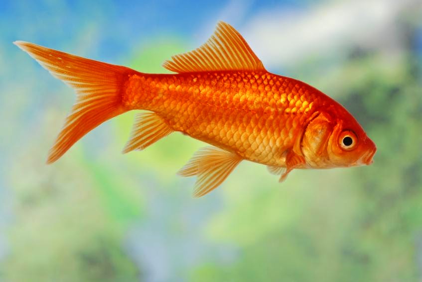 Common Goldfish (goldfishop.bid)