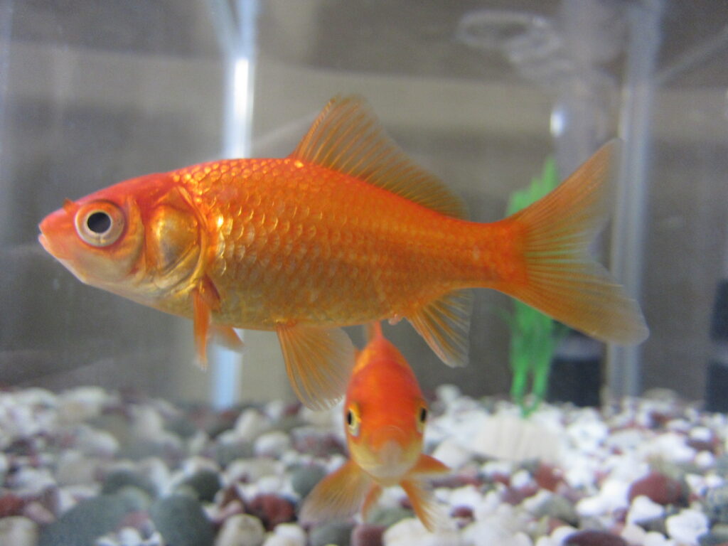 Common Goldfish (goldfishop.bid)