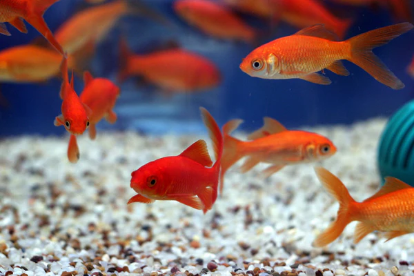 Common Goldfish (goldfishop.bid)