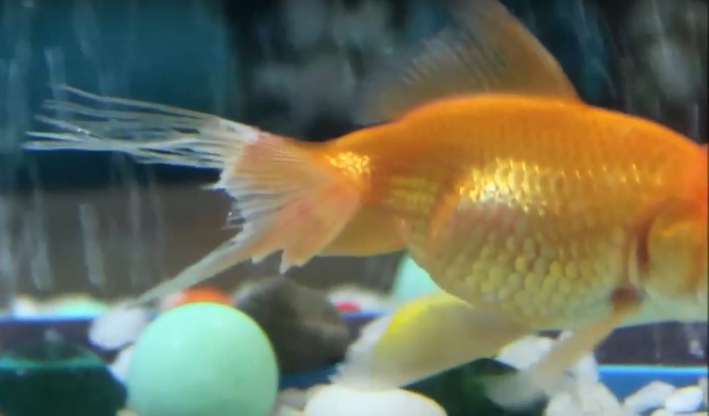 Fin rot pada goldfish