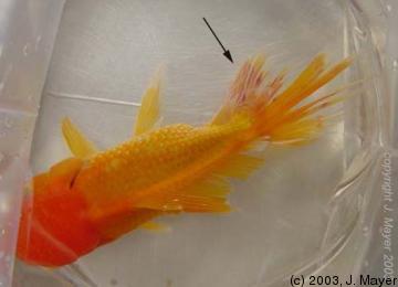 Fin Rot pada goldfish