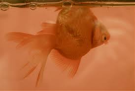 Swim Bladder Disorder pada goldfish