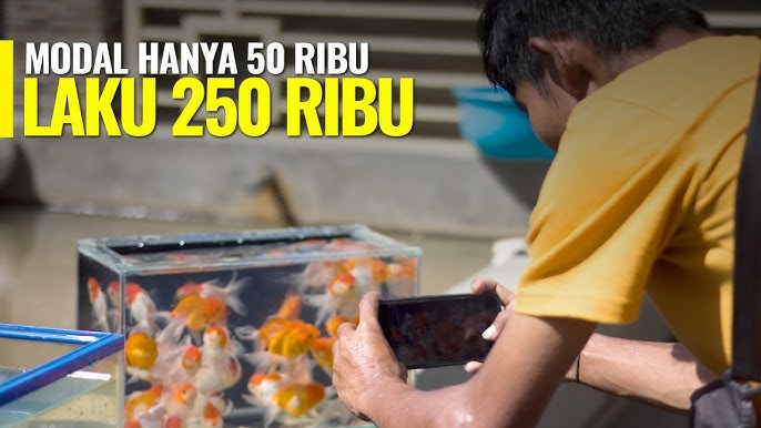 keuntungan ikut lelang online 
goldfish