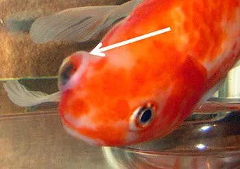 pop eye pada goldfish