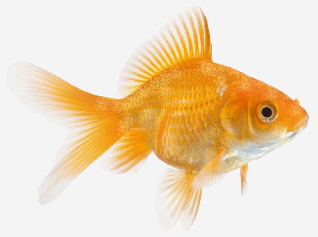 Velvet Disease pada goldfish