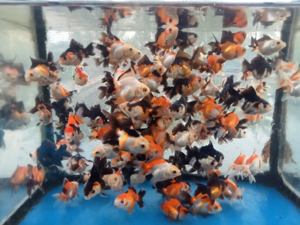 anakan goldfish