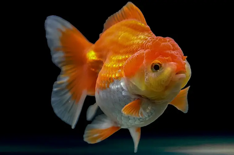 ikan mas koki oranda