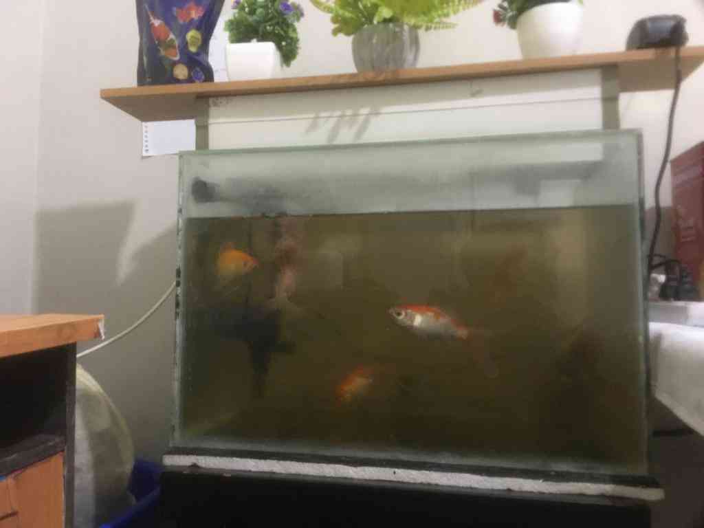 aquarium dengan air yang keruh