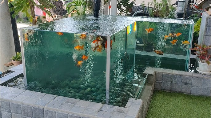 aquarium outdoor goldfish