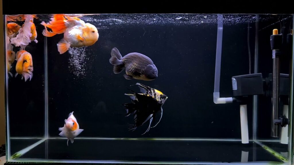 aquarium ikan mas koki